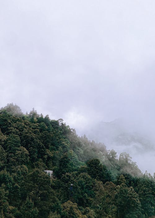 Kostenloses Stock Foto zu farbstoff, hölzern, wald