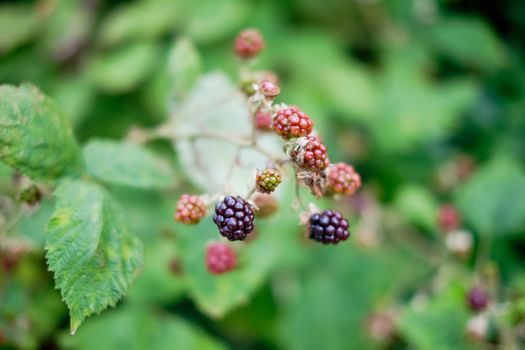 Detailed view of ripening blackberries with lush green leaves during summer in Penrith, England.