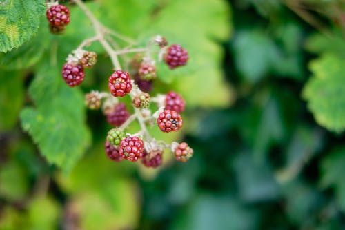 Blackberry Fruits on a Branch