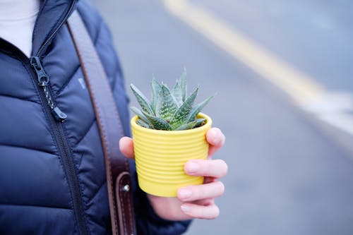 Potted Succulent in Person Hand