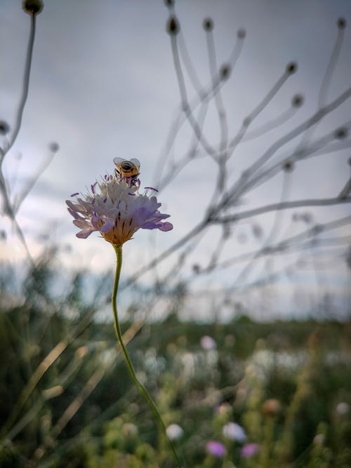 Foto profissional grátis de abelha, flor, natureza