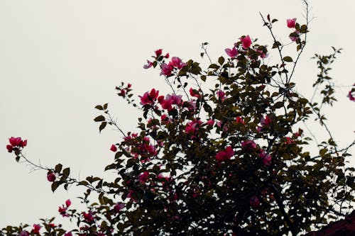 Flowers on Spring Tree