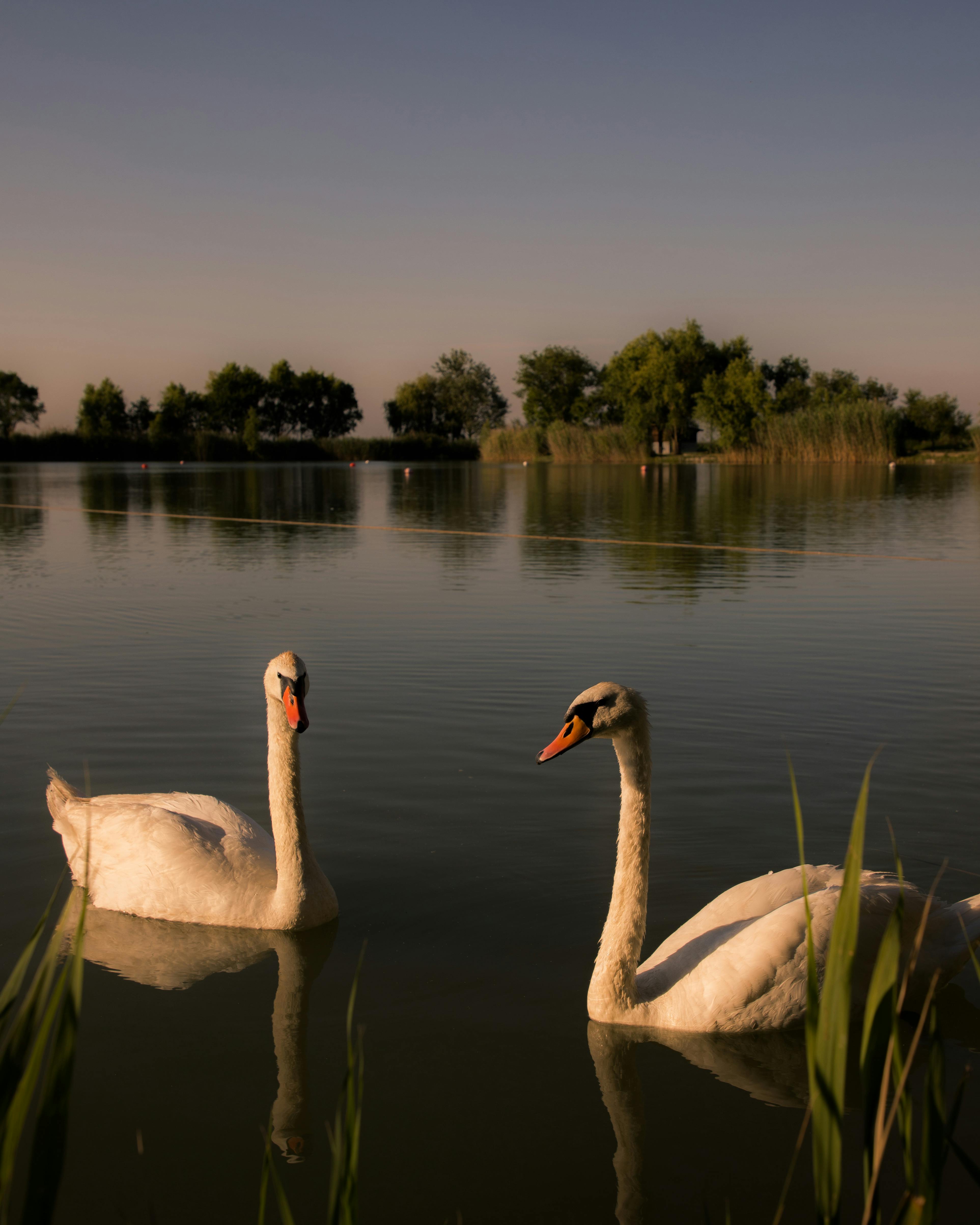 Two serene swans glide on a peaceful lake in Banatski Karlovac, Serbia at sunset, surrounded by natural beauty.