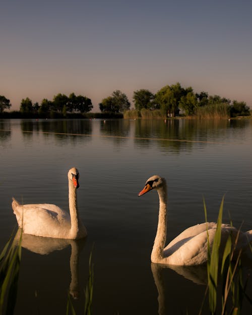 Základová fotografie zdarma na téma fotografie divoké přírody, jezero, labutě
