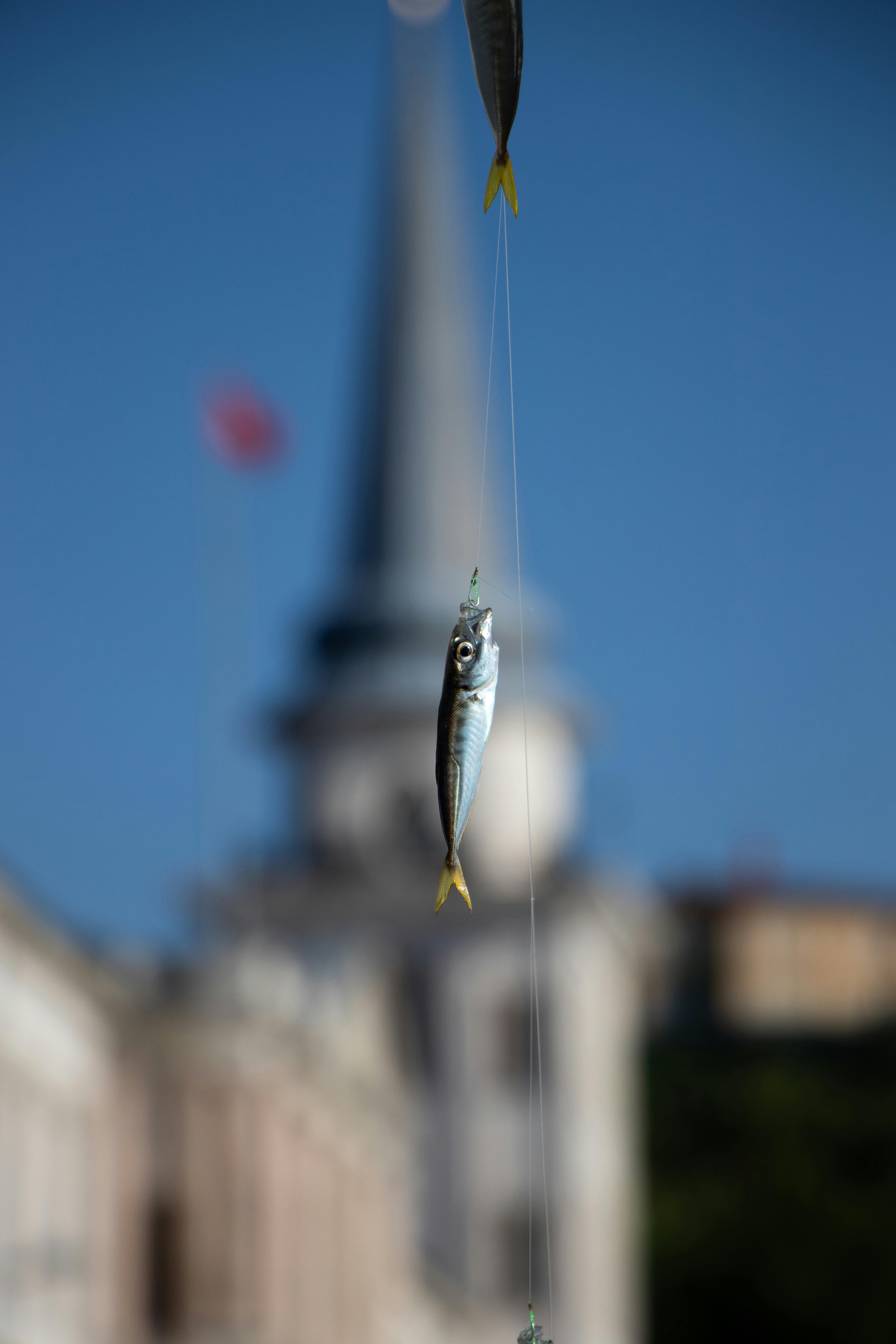 A fish hanging on a line with a cityscape backdrop, offering a unique urban fishing perspective.