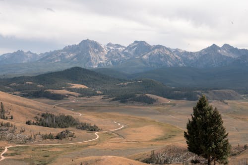 Evergreen Forest in Mountain Landscape