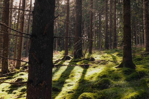 Fotos de stock gratuitas de amanecer, arboles, bosque