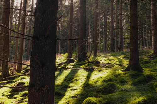 Free Sunlight filtering through pine trees illuminating a lush, moss-covered forest floor. Stock Photo