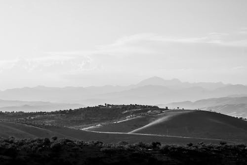 Fotos de stock gratuitas de blanco y negro, bosque, campo