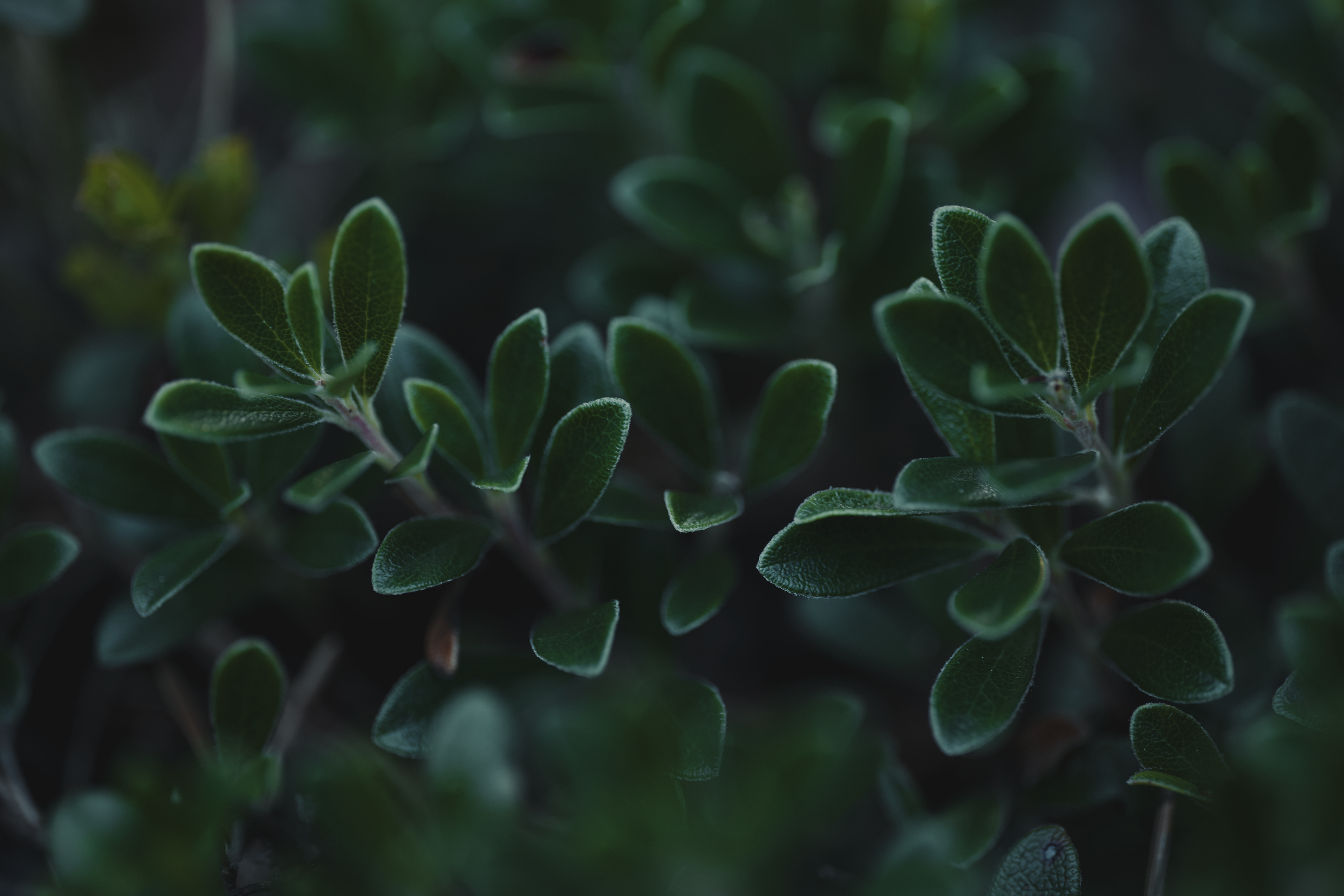 Plante verte en gros plan