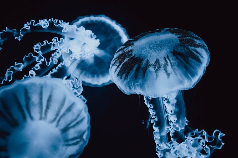 A mesmerizing shot of luminescent moon jellies swimming in an aquarium.