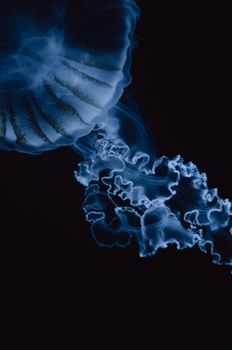 Elegant jellyfish swimming gracefully against a dark background.