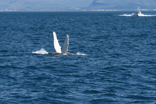 Fins of a Humpback Whale in the Sea 