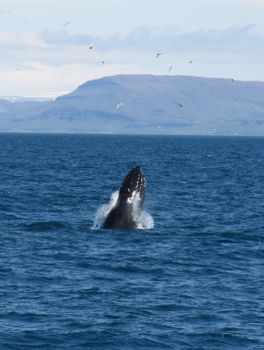 Majestic humpback whale breaching off the coast of Reykjavik, Iceland.