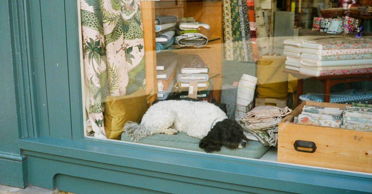 Foto de Pet Shop Banho E Tosa