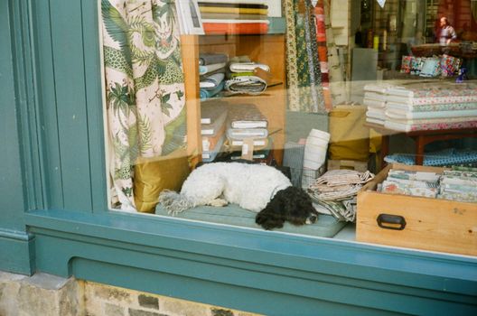 Dog Sleeping behind Window