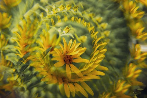 A Spiral Multiple Exposure Picture of a Yellow Flower