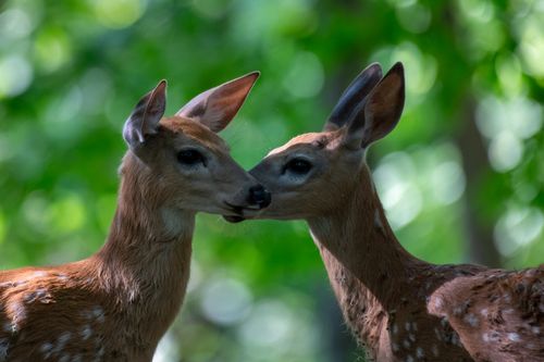 Free A tender moment between two young deer fawns in their natural habitat, showcasing wildlife beauty. Stock Photo