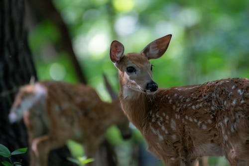 Immagine gratuita di animali, cerbiatti, cervo della virginia