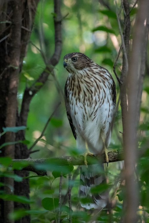 Red-tailed Hawk in Nature · Free Stock Photo