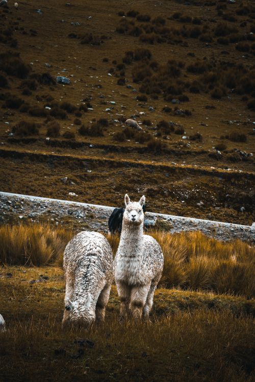 Free Two llamas peacefully grazing in a scenic Andean meadow, showcasing wildlife and nature. Stock Photo