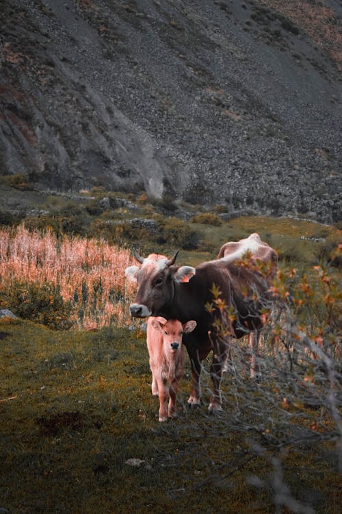 Cows in a Mountain Valley