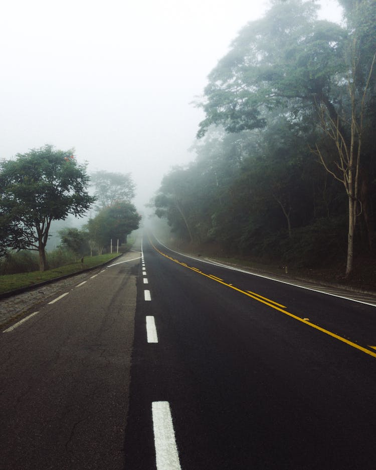 Straight Road In Foggy Forest