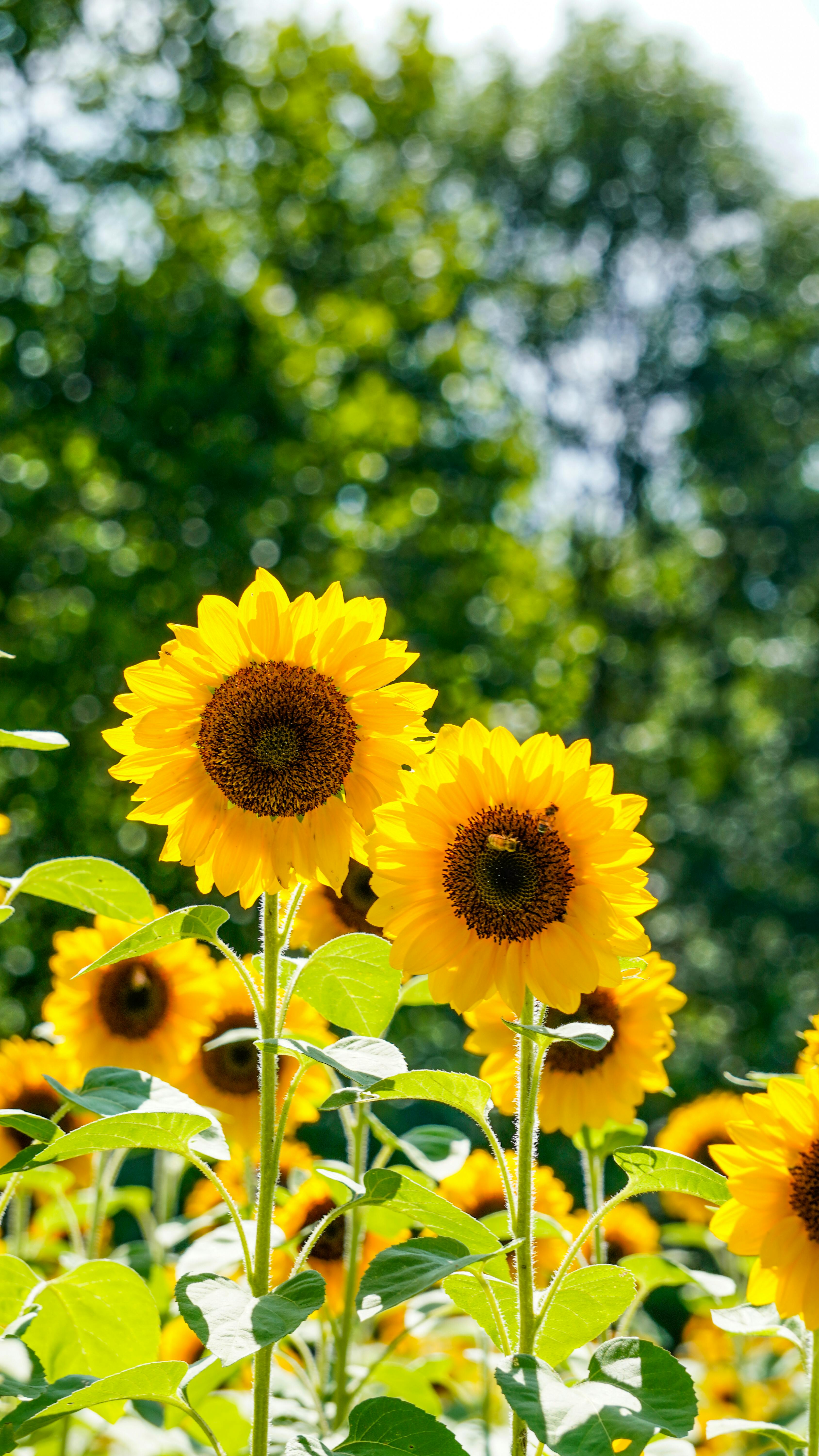 Field of Sunflowers with Bees · Free Stock Photo