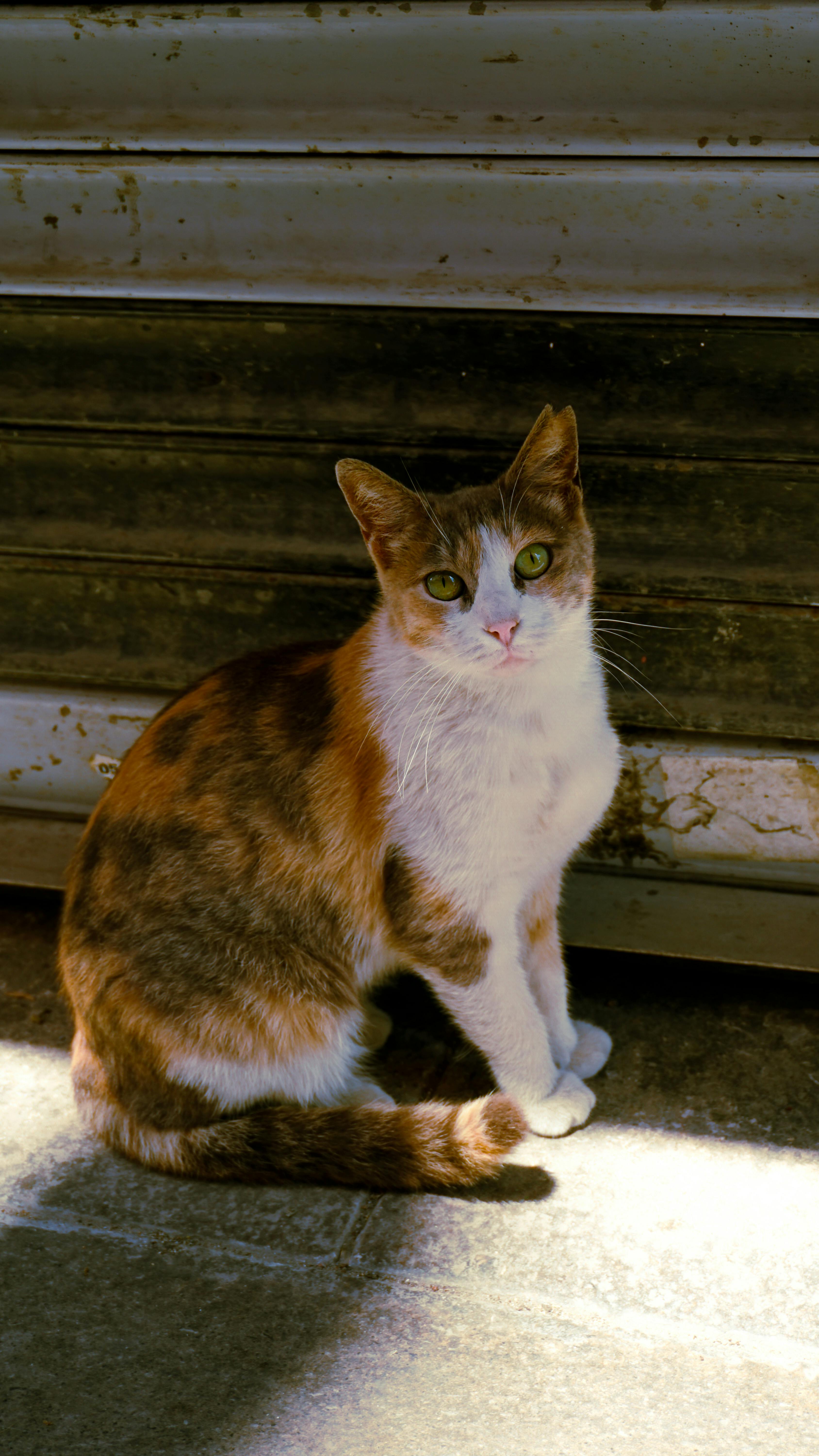 calico cat sitting by a metal gate