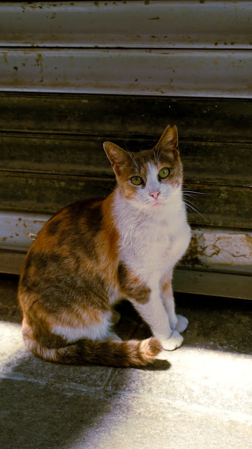 Calico Cat Sitting by a Metal Gate
