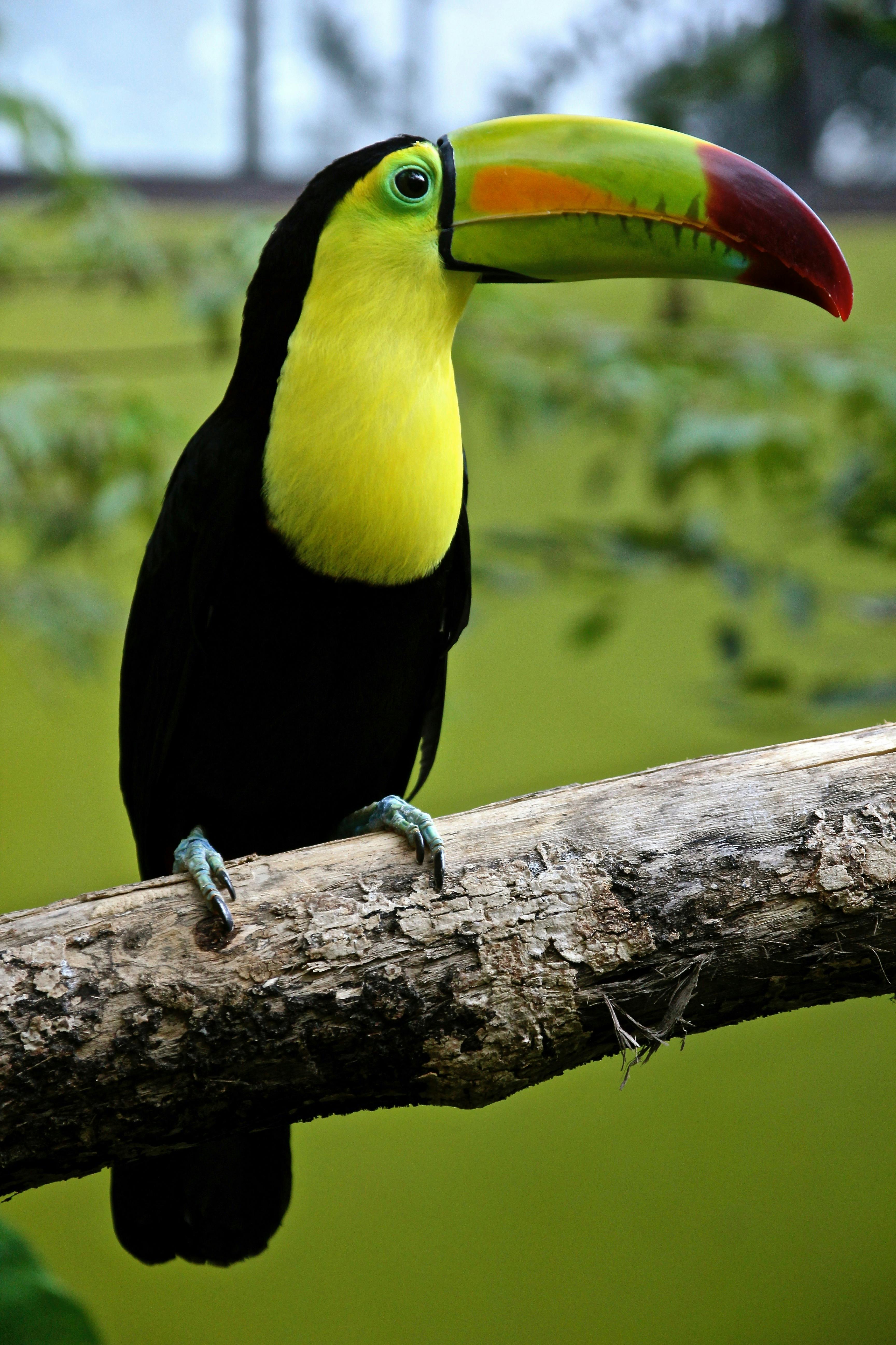 black and green toucan on tree branch