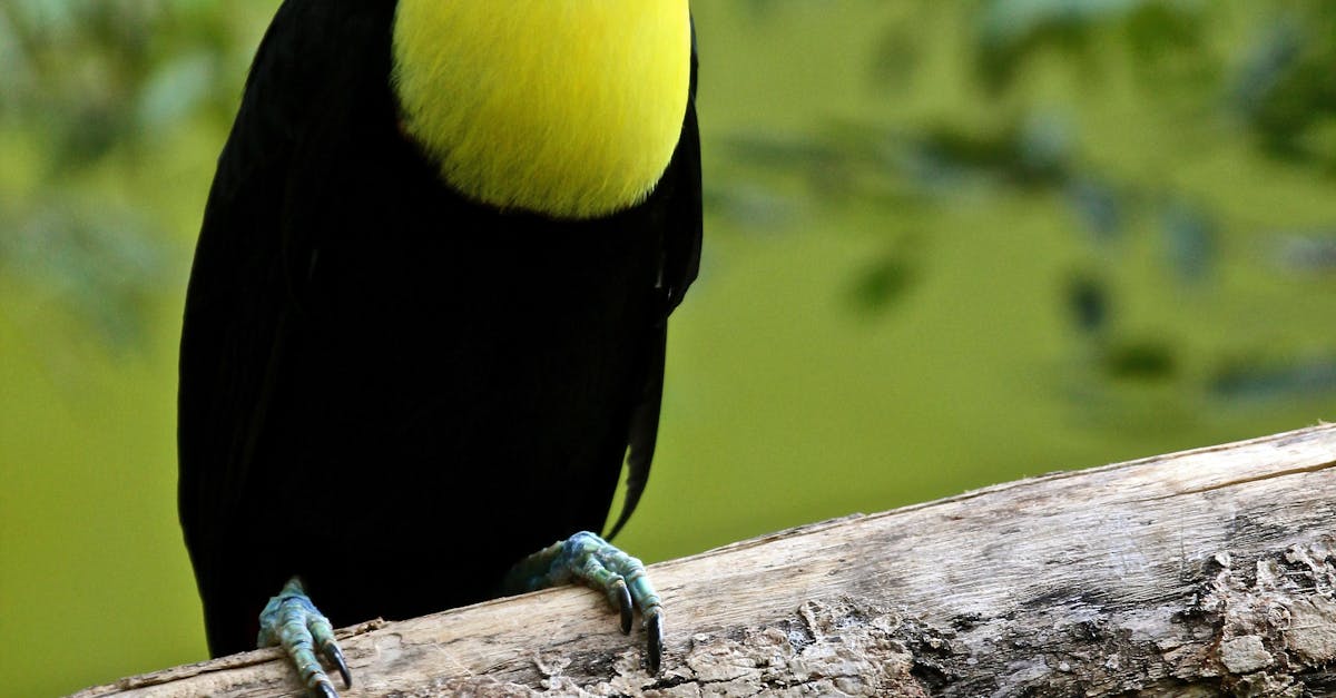 Free stock photo of bird, parrot, toucan