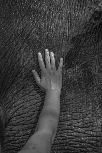 A human hand gently touches the textured skin of an elephant, captured in black and white.