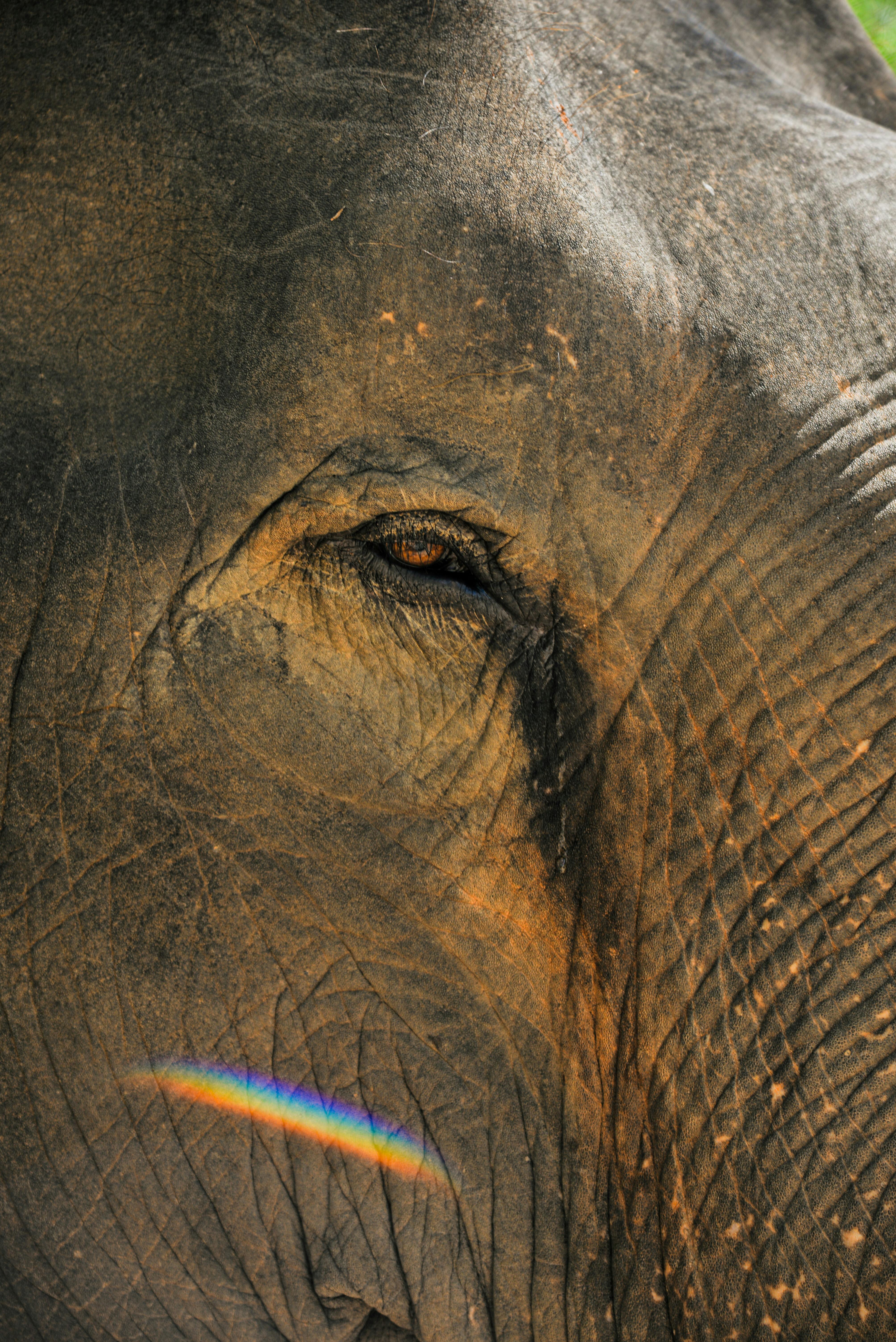 Closeup of the Head of an Elephant · Free Stock Photo