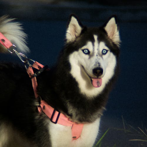 Free stock photo of dog, husky, siberian husky