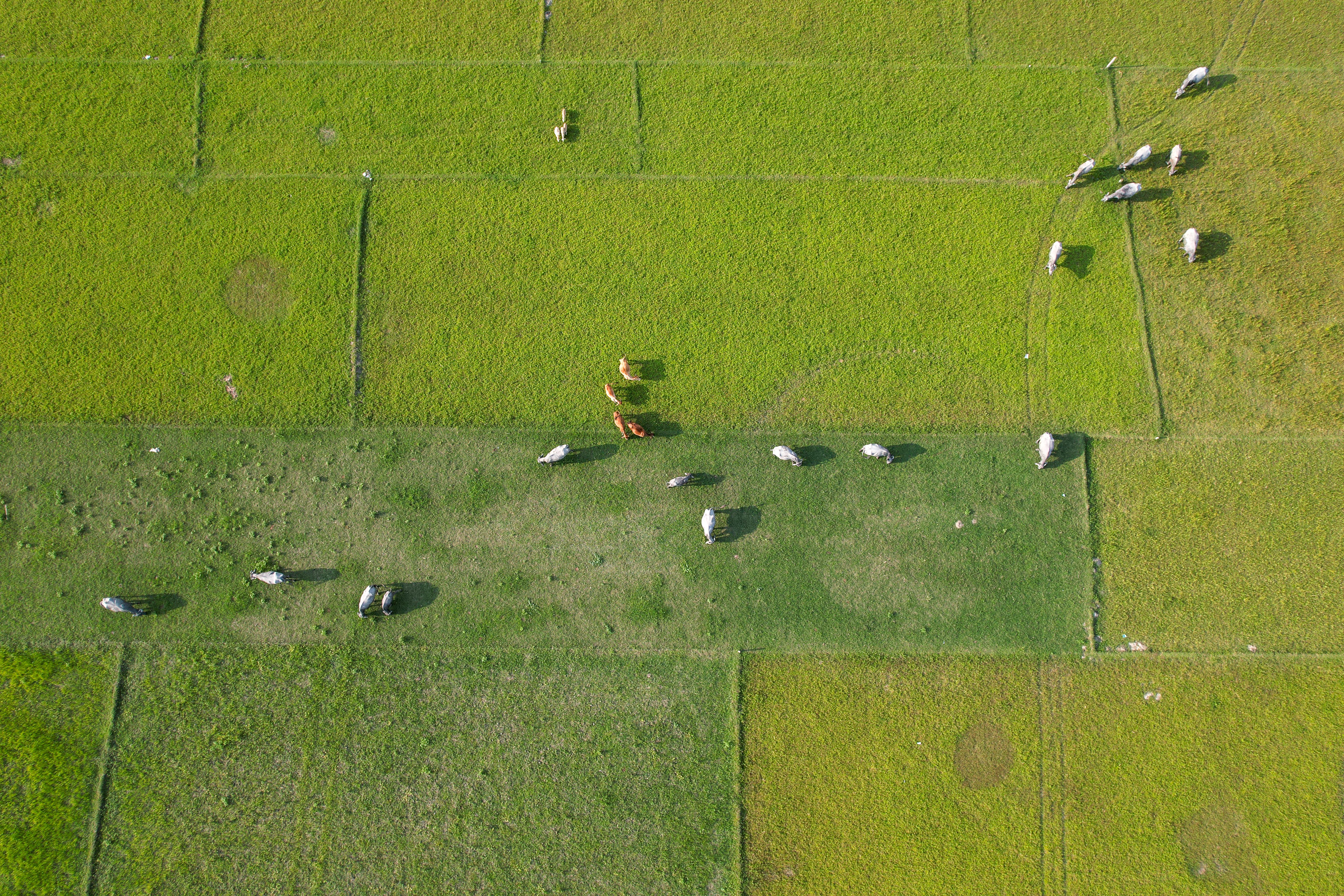 Jaxen Creek Drone Services LLC