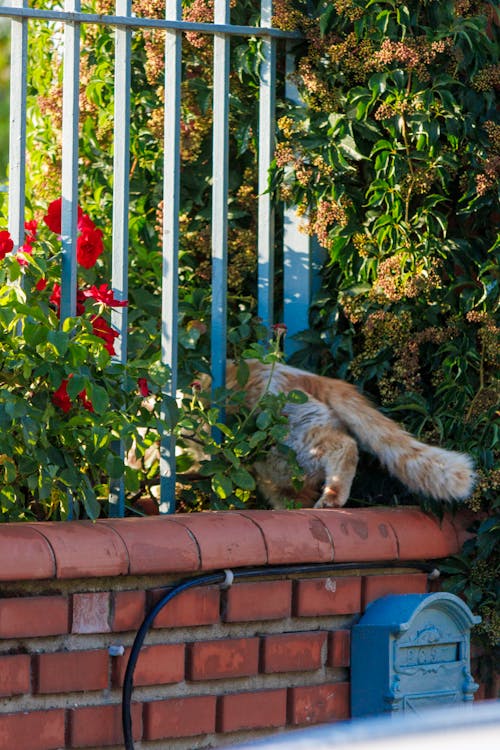 Fotos de stock gratuitas de animal, cerca, gato