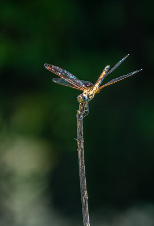 Imagine de stoc gratuită din dragonfly aripa