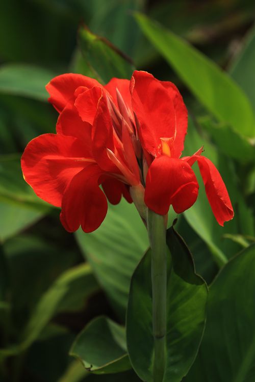 Red Flower of Arrowroot · Free Stock Photo