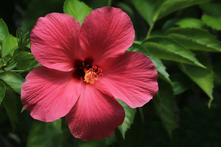 Close-up Of A Chinese Hibiscus