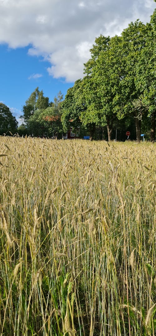 Rye field