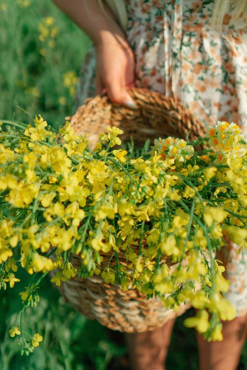 Free Close-up of a woman holding wildflowers in a basket, capturing the essence of spring in a meadow. Stock Photo