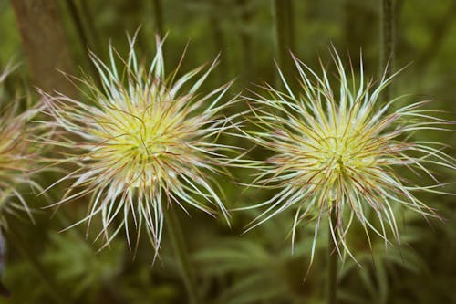 Photos gratuites de @extérieur, à base de plantes, à fourrure