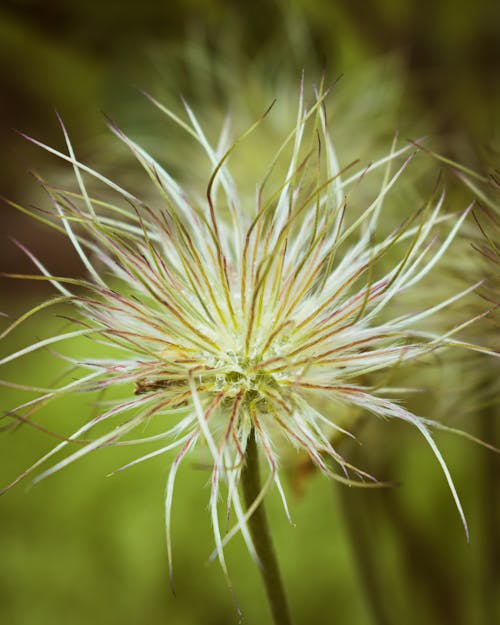 Kostnadsfri bild av @utomhus, alpin, alpin anemone