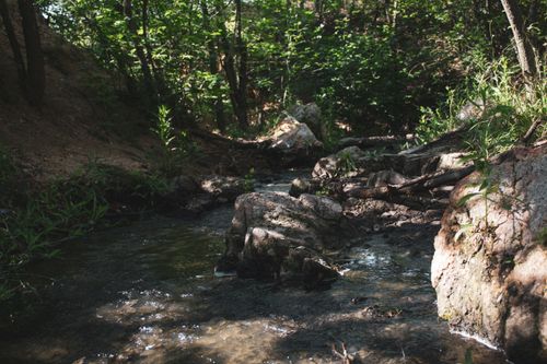 Free Tranquil forest stream flowing through lush greenery, capturing nature's serene beauty. Stock Photo