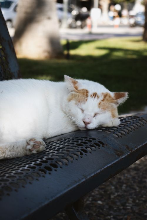 Free Adorable white and orange cat sleeping peacefully on a bench in sunny Kos, Greece. Stock Photo