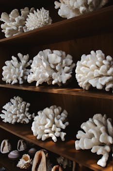 A stunning arrangement of seashells and corals in Greece, perfect for decor inspiration.