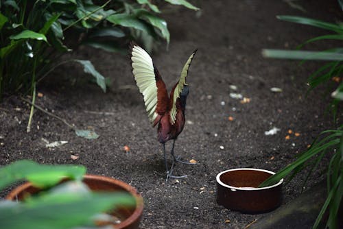 Бесплатное стоковое фото с болотная птица, заповедник, зоопарк