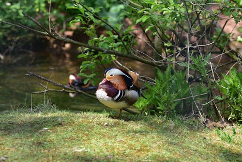 Бесплатное стоковое фото с водоплавающие птицы, лето, мандаринки