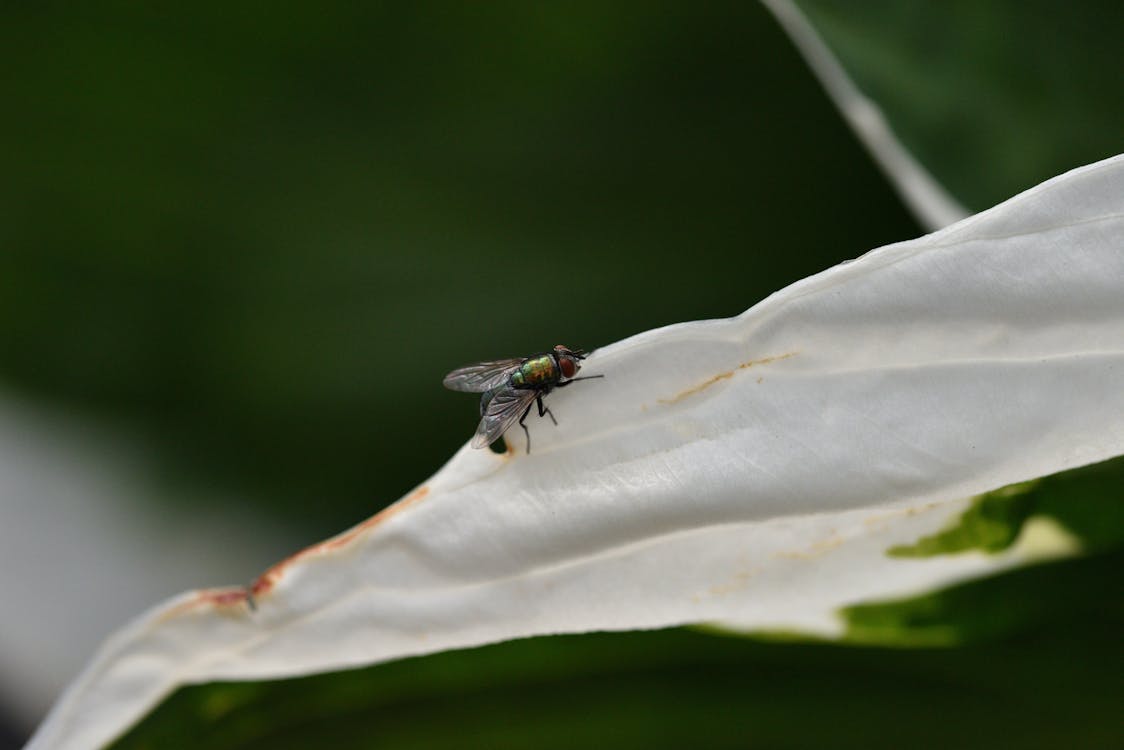 Fly on a White Leaf